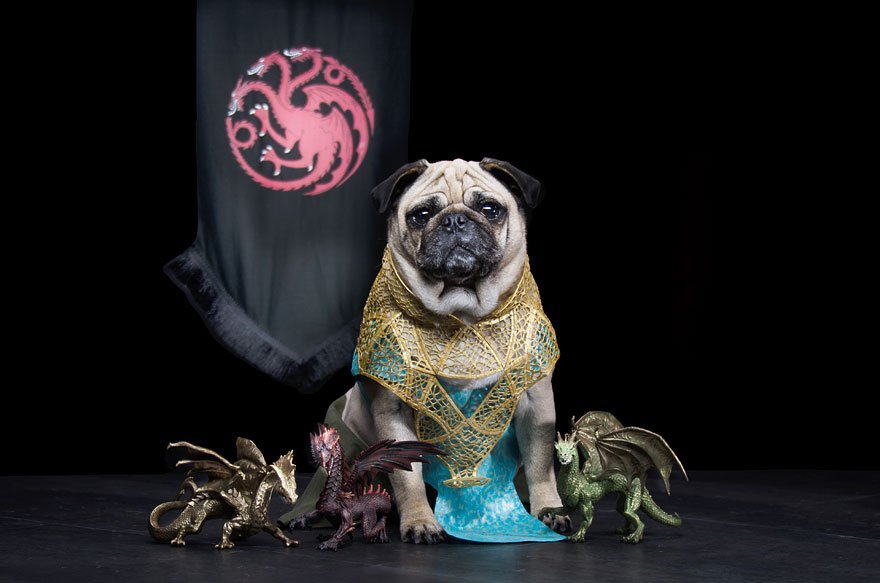 Vamers - Geekosphere - Mash-Up - The Pugs of Westeros star in A Game of Bones Dinner is Coming - Daenerys Targaryen