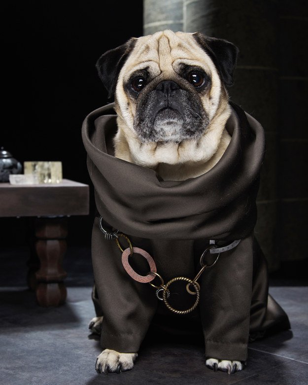 Vamers - Geekosphere - Mash-Up - The Pugs of Westeros star in A Game of Bones Dinner is Coming - Grand Maester Pycelle