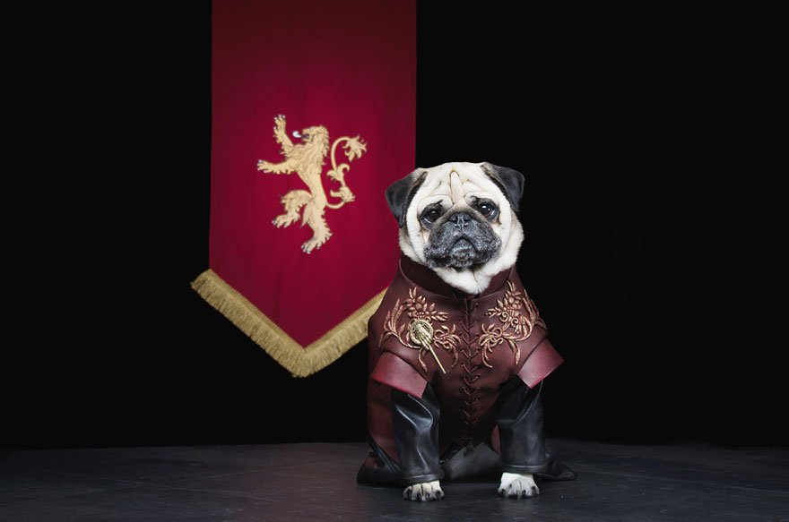 Vamers - Geekosphere - Mash-Up - The Pugs of Westeros star in A Game of Bones Dinner is Coming - Tyrion Lannister